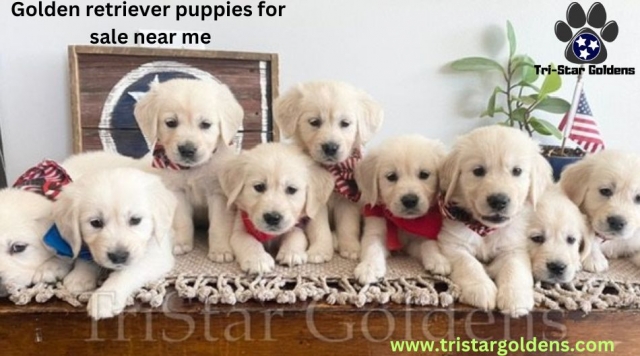 Golden Retriever Puppies for Sale Near Me - Healthy & Loving!