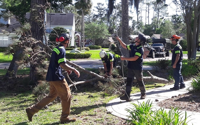 When Disaster Strikes: Emergency Tree Removal Services in Orange Park