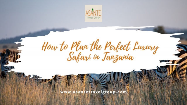 How to Plan the Perfect Luxury Safari in Tanzania