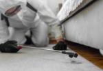 Control Cockroaches in My Office