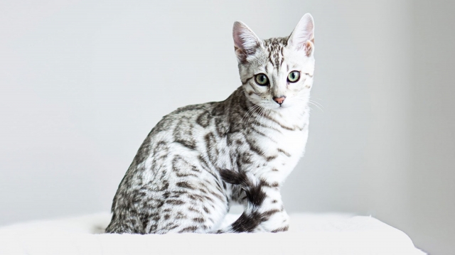 Why Only a Privileged Few Will Bring Home a Bengal Cat from Utah