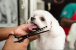 Expert Dog Grooming Services in Warsan, Dubai – Furry Babies Dubai