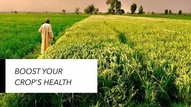 How Agrochemicals Help Fight Crop Diseases and Improve Productivity