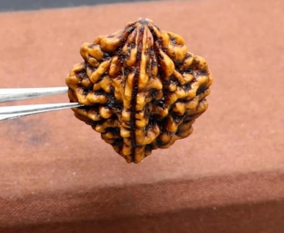2 Mukhi Rudraksha Benefits: Unlocking the Power of the Divine