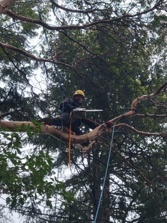 Seasonal Tree Pruning: Why It Matters and Who to Call 