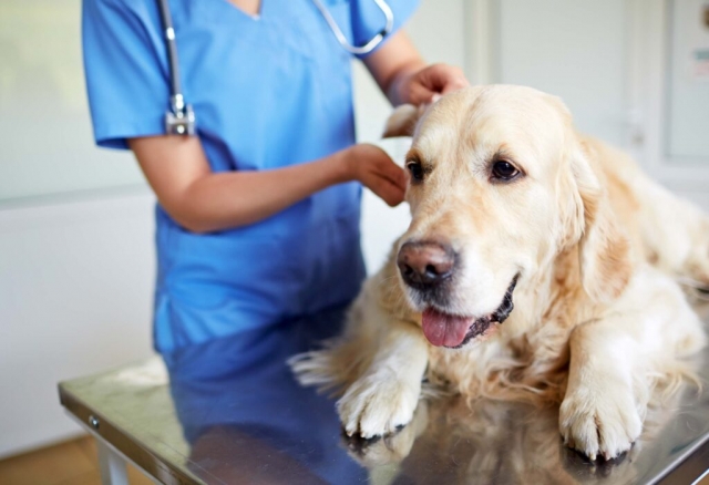 Choosing the Best Veterinary Clinic for Neutering Your Pet: The ABCD of Neutering Care