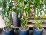 Pretty House Plants in Long Island—Beautify Your Home with Lush Greenery