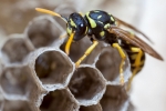 The Ultimate Guide to Wasp Control Services in Dubai: Protect Your Home