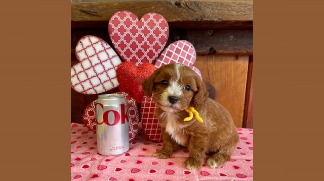 What Makes Mini Brown Doodles Great Family Pets?