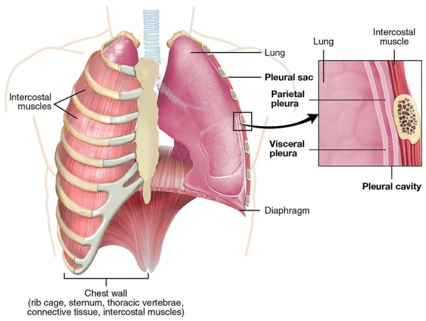 Pleural Diseases Market Share, Industry Size, Trends, Forecast 2024-34 