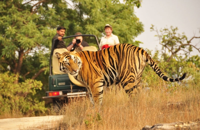 Step Into the Wild: Breathtaking Places to Visit in Sawai Madhopur