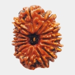 Understanding the Symbolism of 14 Mukhi Rudraksha in Hindu Rituals and Astrology