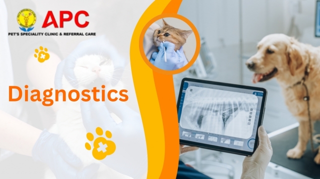Why Diagnostic Tests Are Important for Pets in Small Animal Consultations