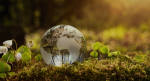 How Ecological Consulting Firms in India Help Businesses Meet Environmental Standards?