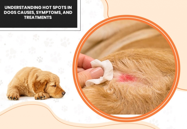 Understanding Hot Spots in Dogs: Causes, Symptoms, and Treatments