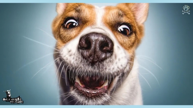 Dogs Making Funny Faces