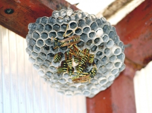 5 Safe and Effective Methods for Removing Wasps in Hobart