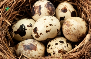 5 Hidden Risks of Eating Quail Eggs Daily