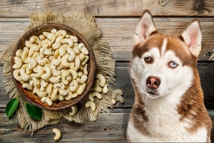 Can Dogs Eat Cashews? 