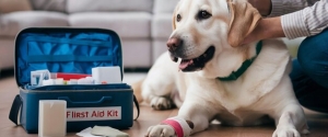Essential Guide to a First Aid Kit for Pets – Be Prepared for Emergencies