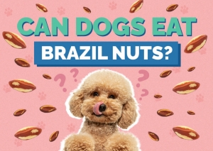 Can Dogs Eat Brazil Nuts?