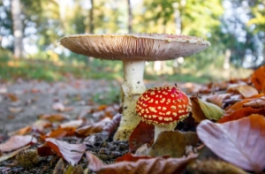 The Connection Between Amanita Muscaria Mushroom and Nordic Mythology