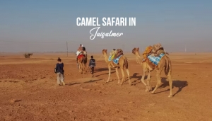 Sunset, Sand, and Serenity: Why Jaisalmer Camel Safari is a Must-Do