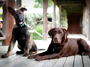 Why Pet-Friendly Accommodation, NSW Is A Paradise For You And Your Pet?