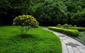 Professional Tree Removal & Landscaping Services in Bucks County, PA