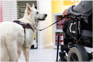 Service Dogs 