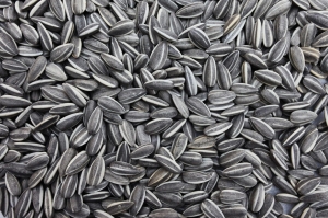 United States Sunflower Seeds Market to be valued USD 1.04 Bn by 2031 gowing to rising demand for healthier snacks