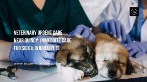 Veterinary Urgent Care Near Quincy: Immediate Care for Sick & Injured Pets