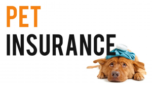 Why Should You Get Pet Insurance For Your Furry Friend?