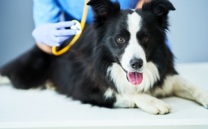 What Do Veterinarians Really Do? A Look Beyond Routine Checkups