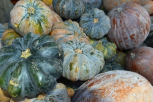 Hybrid Pumpkin Seeds: The Secret to High-Yield Farming