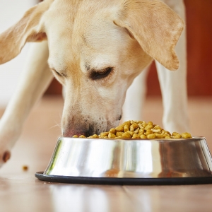 Indonesia Pet Food Ingredients Market: Focusing on the Dominant Region