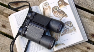 A Beginners Guide to Bird Watching - What to Look Out for Before You Start