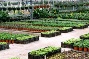 What Are the Latest Innovations in the Peat Market?