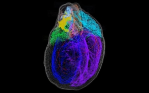 3D Cardiac Mapping Market will grow at fastest owing to rise in cardiac diseases