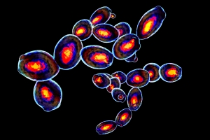 Cell Cytometry Market in Focus Will Grow at Highest Pace Owing to Technological Advancements