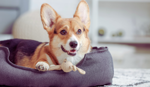 A Comprehensive Guide to Finding the Perfect Dog Bed