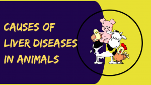 Causes of Liver Diseases in Animals