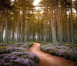 Spiritual Growth Resources