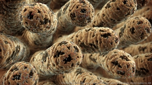 Animal Intestinal Health Market is trending towards natural solutions
