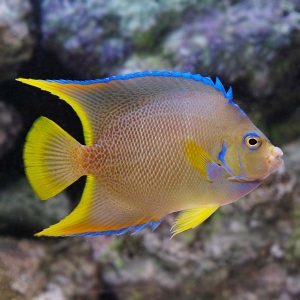 Common Mistakes When Keeping Multiple Angelfish