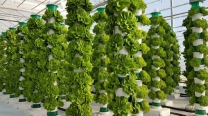 Vertical Farming Market Size to Boom at 24.1% CAGR by 2035