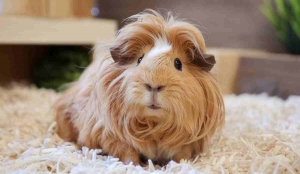 Texel Guinea Pig Breed Facts: History, Traits, and More