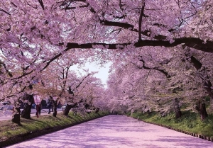 Top 5 Cherry Blossom Festivals in Japan You Can’t Miss