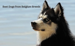 Best Dogs from Belgium Breeds