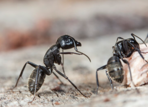 Stop Ants in Their Tracks: Melbourne’s Ultimate Pest Control Guide